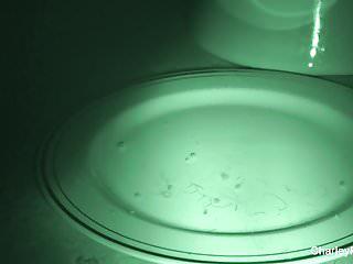 Charley Chase in der hündchenstellung gefickt